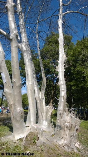 Bäume mit Gespinstmotten